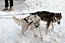 Iditarod race - in Anchorage