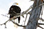 3/9/2006 Alaska Wildlife Conservation Center