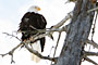 3/9/2006 Alaska Wildlife Conservation Center